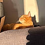 cat, orange_cat, sunlight, shadow, indoor, relaxing, feline, pet, wall, fabric, cardboard_box, texture, profile, whiskers, domestic_animal, cozy, resting, warm_light, home, comfortable