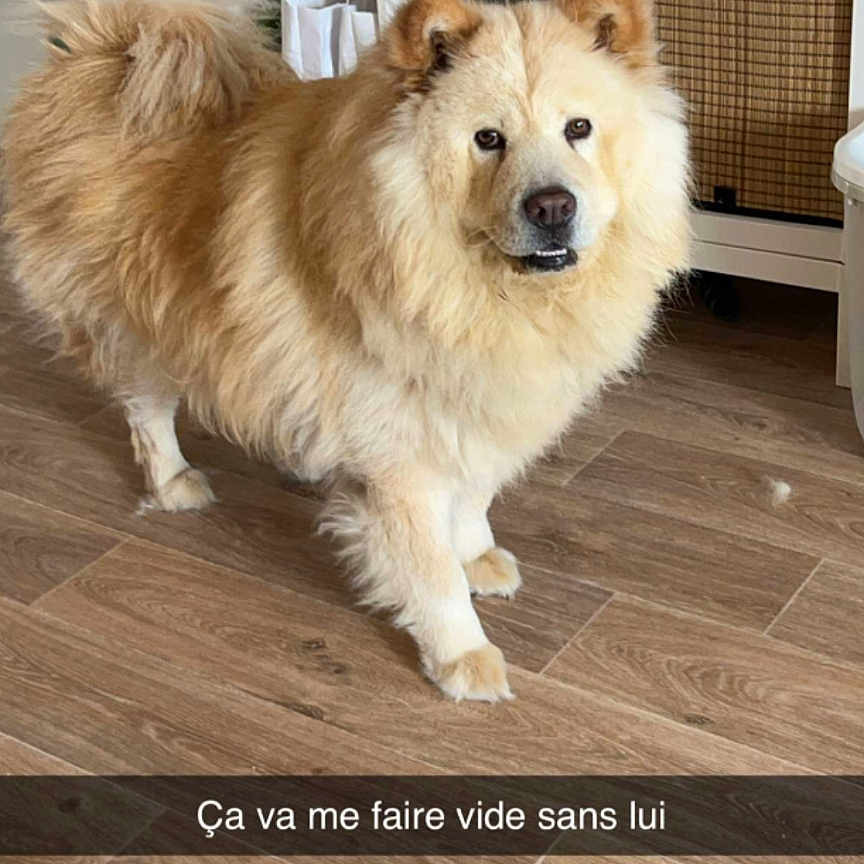 Pongo participe au concours pour gagner de l'argent avec cette photo : animal, architecture, bookcase, building, cabinet, canine, cat, chow, dog, eskimodog, furniture, husky, indoors, interiordesign, livingroom, pet, puppy, room, shelf, wood