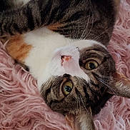 Muffy joined the competition — help win amazing prizes! animal, cat, closeup, cute, domestic_cat, ears, eyes, feline, fluffy, fur, indoor, looking_at_camera, lying_down, nose, pet, pink_rug, relaxed, tabby_cat, texture, whiskers