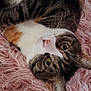 animal, cat, closeup, cute, domestic_cat, ears, eyes, feline, fluffy, fur, indoor, looking_at_camera, lying_down, nose, pet, pink_rug, relaxed, tabby_cat, texture, whiskers