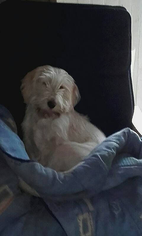 Neven participe au concours pour gagner de l'argent avec cette photo : bolonka, canidae, carnivore, cockapoo, companion_dog, dog, dog_breed, dutch_smoushond, havanese, irish_soft_coated_wheaten_terrier, maltese, mammal, morkie, poodle_crossbreed, puppy, schnoodle, sporting_group, sporting_lucas_terrier, terrier, vertebrate