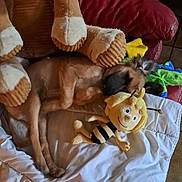 Polo a rejoint le concours — aidez-le/la à gagner de superbes lots ! animal, blanket, brown_dog, comfort, cozy, dog, furniture, home, indoor, leather_chair, pet, plush_toy, red_chair, relaxation, resting, sleeping, soft_toys, stuffed_animal, toy_bee, white_blanket
