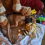 animal, blanket, brown_dog, comfort, cozy, dog, furniture, home, indoor, leather_chair, pet, plush_toy, red_chair, relaxation, resting, sleeping, soft_toys, stuffed_animal, toy_bee, white_blanket
