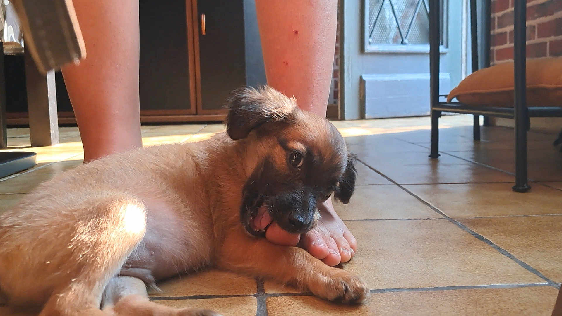 Polo a rejoint le concours — aidez-le/la à gagner de superbes lots ! puppy, dog, playful, indoor, floor, tile, sunlight, person, feet, toes, brown_fur, cute, pet, young_dog, relaxing, home, legs, animal, nibbling, cozy