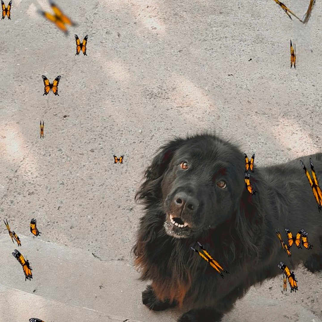 Nina participe au concours pour gagner de l'argent avec cette photo : animal, architecture, bee, bird, building, butterfly, canine, dog, honeybee, house, housing, insect, invertebrate, monarch, outdoors, pet, puppy, spider, staircase, wasp