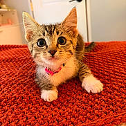 Daisy joined the competition — help win amazing prizes! kitten, cat, pet, indoor, orange_blanket, curious, wide_eyes, collar, cute, young, feline, whiskers, paws, fur, close_up, texture, cozy, domestic, animal, lying_down