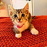kitten, cat, pet, indoor, orange_blanket, curious, wide_eyes, collar, cute, young, feline, whiskers, paws, fur, close_up, texture, cozy, domestic, animal, lying_down
