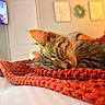 Daisy is registered to the contest to win money with this photo: cat, kitten, sleeping, orange_blanket, tabby, indoor, cozy, closeup, feline, pet, resting, warm_light, texture, home, decor, blurred_background, whiskers, ear, soft, cute