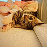 Daisy is registered to the contest to win money with this photo: cat, kitten, tabby, pet, animal, cute, playful, paws, whiskers, bed, blanket, quilt, indoor, cozy, relaxing, fur, sleepy, home, window, soft_light