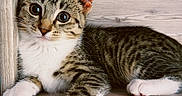 Daisy is registered to the contest to win money with this photo: kitten, cat, tabby, white_paws, wooden_shelf, curious, animal, pet, feline, cute, young_cat, indoor, resting, closeup, whiskers, ears, fur, looking, small, domestic_cat