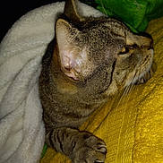 Tiger is registered to the contest to win money with this photo: cat, tabby, paw, claws, blanket, yellow, texture, fur, cozy, sleepy, indoor, pet, animal, whiskers, ear, closeup, resting, feline, comfort, soft