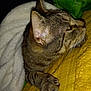 cat, tabby, paw, claws, blanket, yellow, texture, fur, cozy, sleepy, indoor, pet, animal, whiskers, ear, closeup, resting, feline, comfort, soft