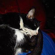 Moo Moo Blue is registered to the contest to win money with this photo: adorable, black_and_white, blue_cloth, cat, closeup, cozy, domestic_cat, ear, flash_lighting, fur, indoor, nap, nose, pet, red_sofa, sleeping, sofa, tail, tuxedo_cat, whiskers