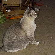 Lilly Woods is registered to the contest to win money with this photo: animal, cardboard_boxes, cat, concrete_floor, curious, domestic, ears, feline, furniture, gray_cat, household, indoor, pet, quiet, side_view, sitting, still_life, tabby, tail, whiskers
