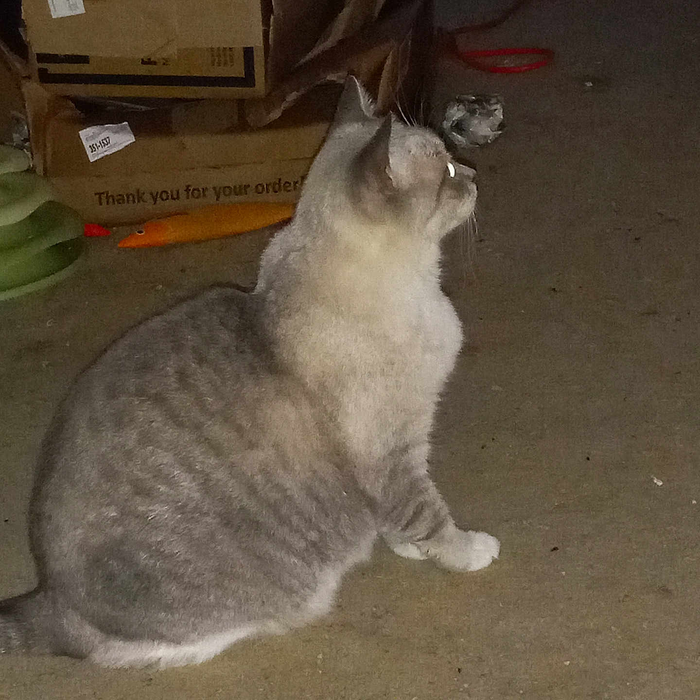 Lilly Woods is registered to the contest to win money with this photo: animal, cardboard_boxes, cat, concrete_floor, curious, domestic, ears, feline, furniture, gray_cat, household, indoor, pet, quiet, side_view, sitting, still_life, tabby, tail, whiskers