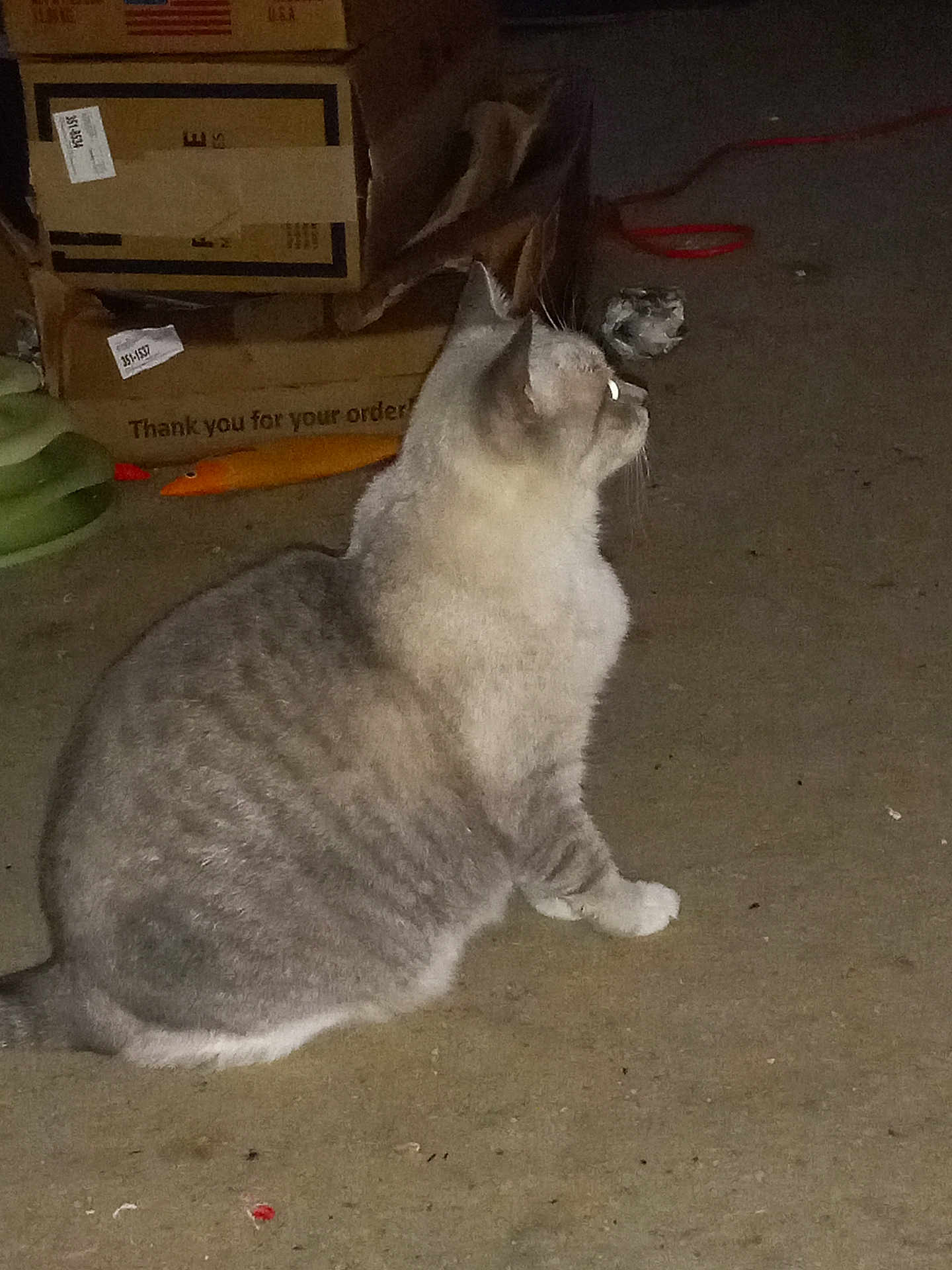 Lilly Woods is registered to the contest to win money with this photo: animal, cardboard_boxes, cat, concrete_floor, curious, domestic, ears, feline, furniture, gray_cat, household, indoor, pet, quiet, side_view, sitting, still_life, tabby, tail, whiskers