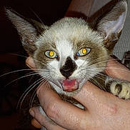 Little Toes joined the competition — help win amazing prizes! cat, kitten, siamese, yellow_eyes, whiskers, ears, mouth_open, hand, human_hand, pet, animal, fur, closeup, indoor, expression, cute, small, holding, face, domestic_animal