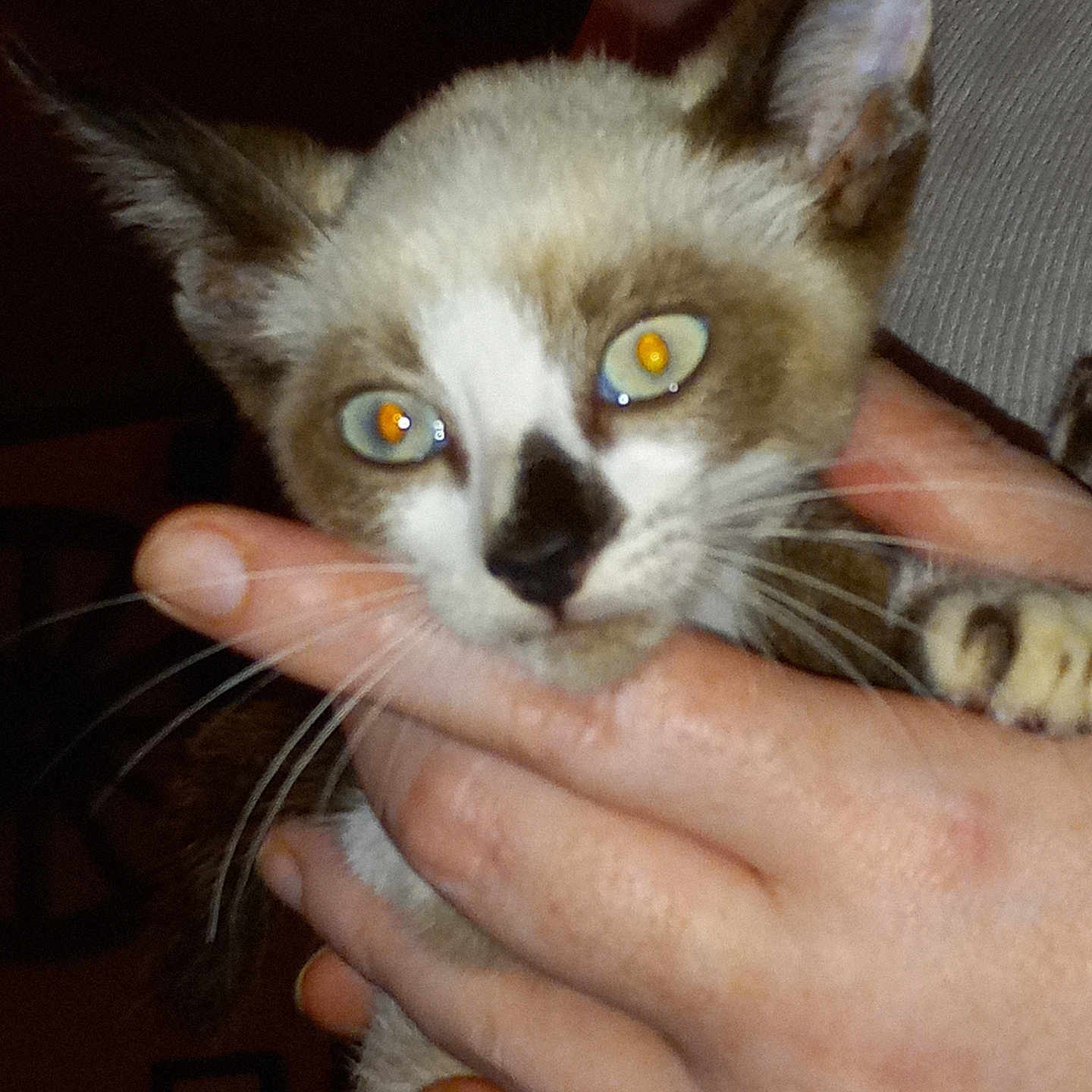 Little Toes joined the competition — help win amazing prizes! animal, background, cat, close_up, domestic, ears, expression, eyes, face, feline, fur, hand, holding, indoor, light, person, pet, portrait, reflection, whiskers