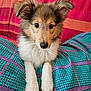 adorable, animal, bed, blanket, companion, cute, dog, ears, fluffy, fur, indoor, looking, paws, pet, puppy, quilt, resting, small, soft, young