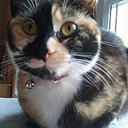 Lola participe au concours pour gagner de l'argent avec cette photo : aegean_cat, cat, cat_like_mammal, domestic_short_haired_cat, european_shorthair, kitten, maine_coon, small_to_medium_sized_cats, snout, whiskers