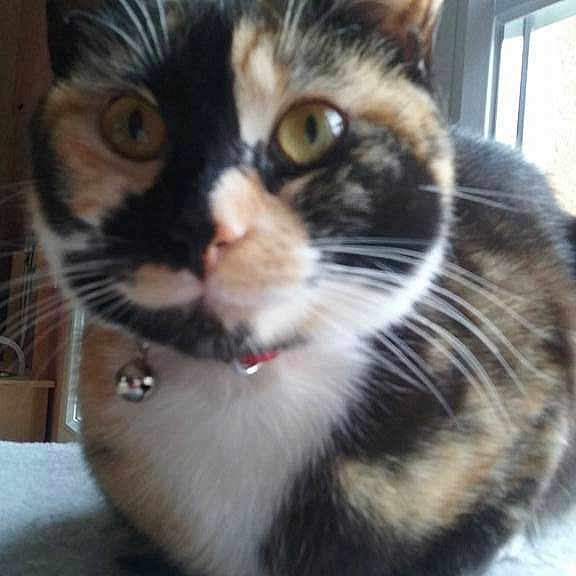 Lola