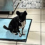 dog, black_and_white, small_dog, mat, floor_tiles, kitchen, indoor, pet, animal, sitting, curious, paw, tail, shadow, tile_pattern, appliance, clean_floor, domestic, companion, cute