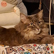 Mimine a rejoint le concours — aidez-le/la à gagner de superbes lots ! cat, animal, pet, fluffy, gray, indoor, blanket, patterned, cushion, soft, cozy, relaxed, feline, whiskers, ears, eyes, resting, cute, domestic, portrait