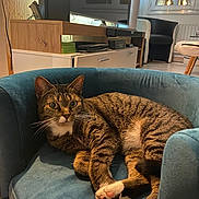 Princesse participe au concours pour gagner de l'argent avec cette photo : animal, canine, cat, chair, chaise, computerhardware, couch, dog, dogbed, electronics, furniture, hardware, monitor, pet, screen