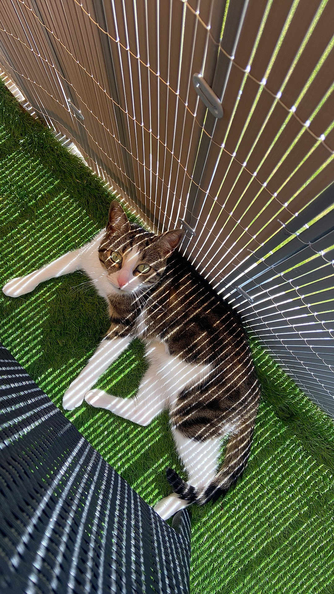 Disney a rejoint le concours — aidez-le/la à gagner de superbes lots ! cat, tabby_cat, grass, artificial_grass, sunlight, shadow, striped_pattern, fence, outdoor, pet, animal, relaxing, laying_down, green, black_and_white, whiskers, ears, tail, nature, daylight