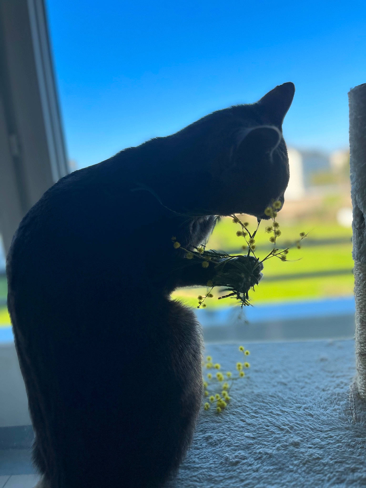 PipÕ participe au concours pour gagner de l'argent avec cette photo : black_cat, carnivore, cat, domestic_short_haired_cat, electric_blue, felidae, fur, grass, plant, shadow, sky, small_to_medium_sized_cats, tail, terrestrial_animal, tints_and_shades, tree, water, whiskers, wildlife, window