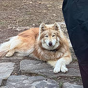 Nala is registered to the contest to win money with this photo: dog, husky_like, blue_eyes, fluffy_fur, lying_down, crossed_paws, outdoor, yard, stone_path, rocks, grass, collar, pet, mammal, portrait, resting, gaze, facial_markings, tan_fur, large_dog