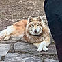 dog, husky_like, blue_eyes, fluffy_fur, lying_down, crossed_paws, outdoor, yard, stone_path, rocks, grass, collar, pet, mammal, portrait, resting, gaze, facial_markings, tan_fur, large_dog