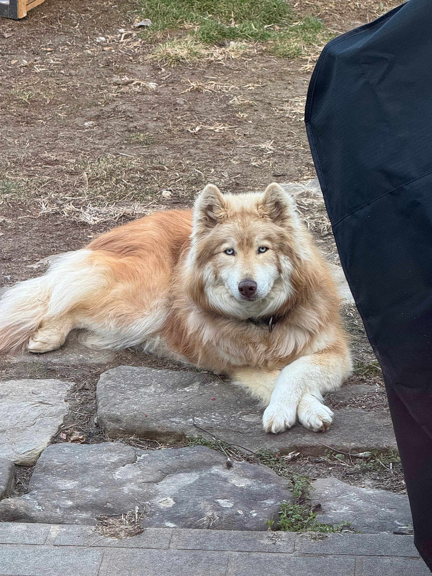 Nala is registered to the contest to win money with this photo: dog, husky_like, blue_eyes, fluffy_fur, lying_down, crossed_paws, outdoor, yard, stone_path, rocks, grass, collar, pet, mammal, portrait, resting, gaze, facial_markings, tan_fur, large_dog