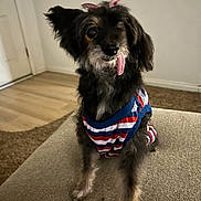 Emma joined the competition — help win amazing prizes! dog, small_dog, pet, tongue_out, striped_shirt, bow, cute, indoor, living_room, couch, carpet, wood_floor, furniture, animal, mammal, friendly, adorable, sitting, domestic_animal, canine