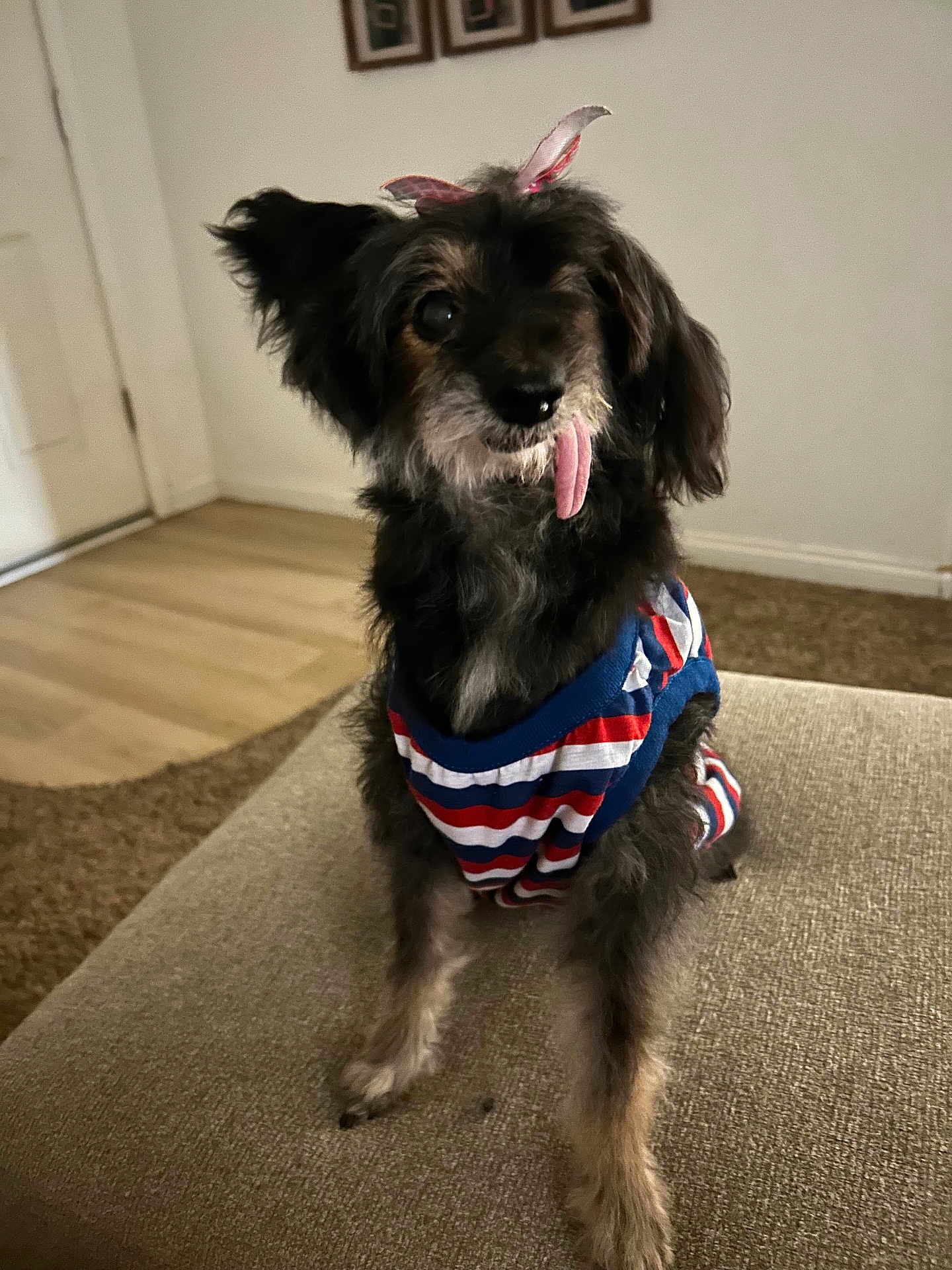 Emma joined the competition — help win amazing prizes! dog, small_dog, pet, tongue_out, striped_shirt, bow, cute, indoor, living_room, couch, carpet, wood_floor, furniture, animal, mammal, friendly, adorable, sitting, domestic_animal, canine