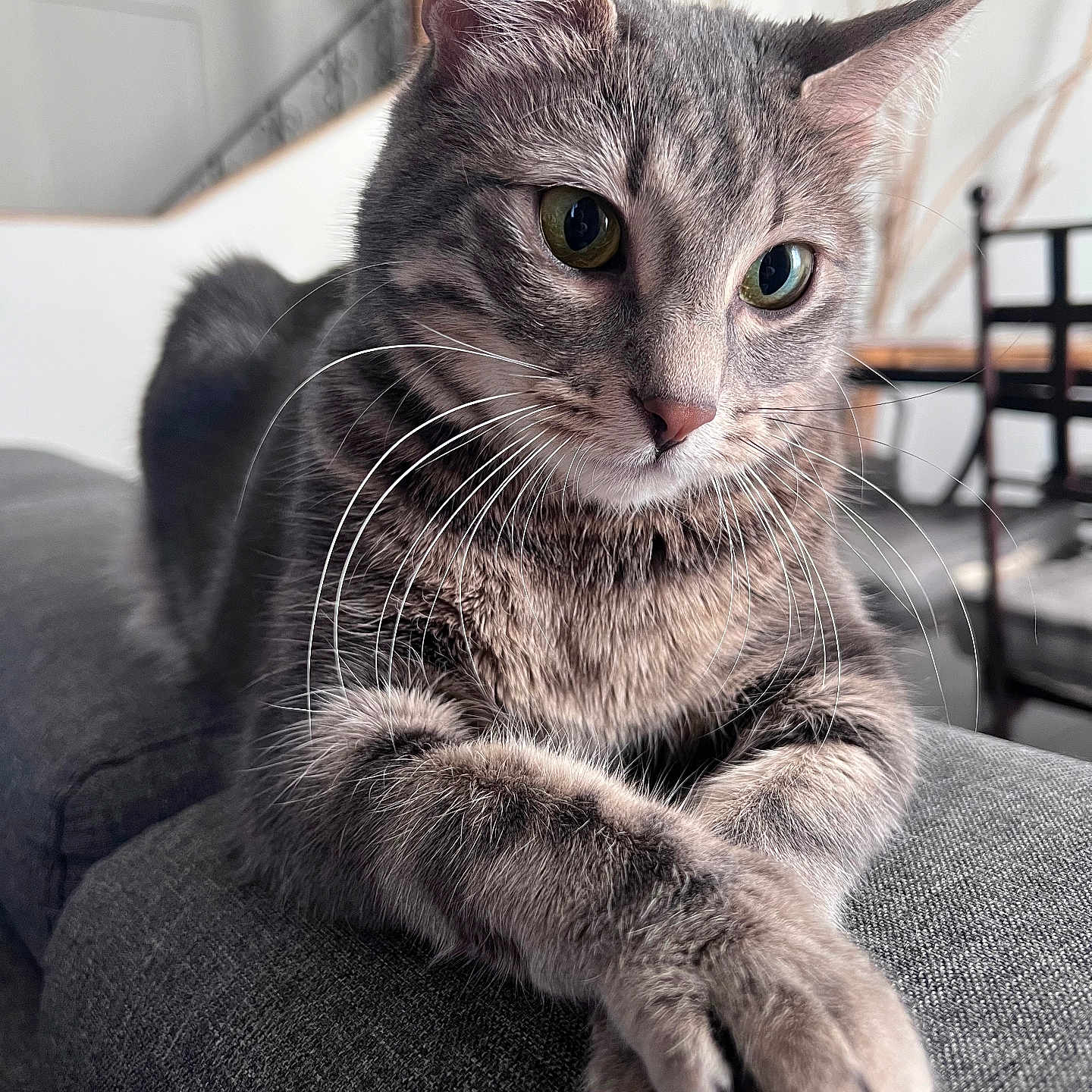 Ruby a rejoint le concours — aidez-le/la à gagner de superbes lots ! abyssinian, animal, armchair, cat, chair, couch, cushion, egyptiancat, furniture, homedecor, kitten, manx, pet