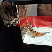 Slasher is registered to the contest to win money with this photo: cat, tabby_cat, leopard_gecko, terrarium, glass_tank, laptop, red_laptop, paper_towel, curious, pet, indoor, animal_interaction, black_surface, reflection, whiskers, reptile, feline, closeup, domestic_animal, table