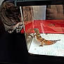 cat, tabby_cat, leopard_gecko, terrarium, glass_tank, laptop, red_laptop, paper_towel, curious, pet, indoor, animal_interaction, black_surface, reflection, whiskers, reptile, feline, closeup, domestic_animal, table