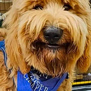 Charlie is registered to the contest to win money with this photo: animal, bandana, blue_bandana, canine, close_up, dog, fluffy, friendly, fur, furry, golden_doodle, happy, leash, muzzle, outdoor, park, pet, portrait, smiling, sunlight