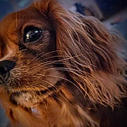 Maddie is registered to the contest to win money with this photo: dog, close_up, brown_fur, long_hair, wavy_fur, whiskers, pet, animal, portrait, muzzle, snout, eye, fur_texture, domestic_animal, canine, looking_away, soft_light, indoor, cute, thoughtful