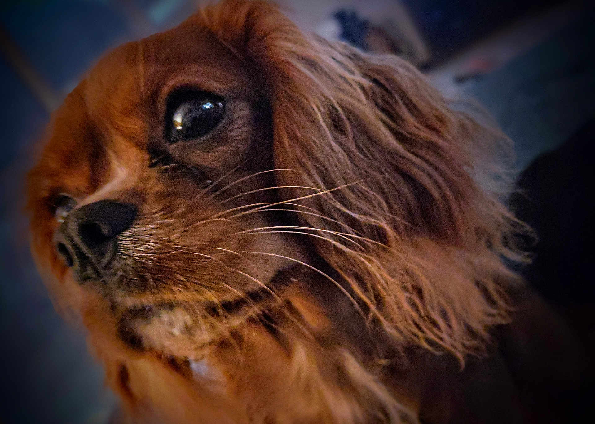 Maddie is registered to the contest to win money with this photo: dog, close_up, brown_fur, long_hair, wavy_fur, whiskers, pet, animal, portrait, muzzle, snout, eye, fur_texture, domestic_animal, canine, looking_away, soft_light, indoor, cute, thoughtful
