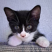 Milo is registered to the contest to win money with this photo: kitten, cat, black_and_white, pet, animal, whiskers, paws, curious, indoor, close_up, feline, young, cute, fur, face, ears, eyes, playful, resting, texture