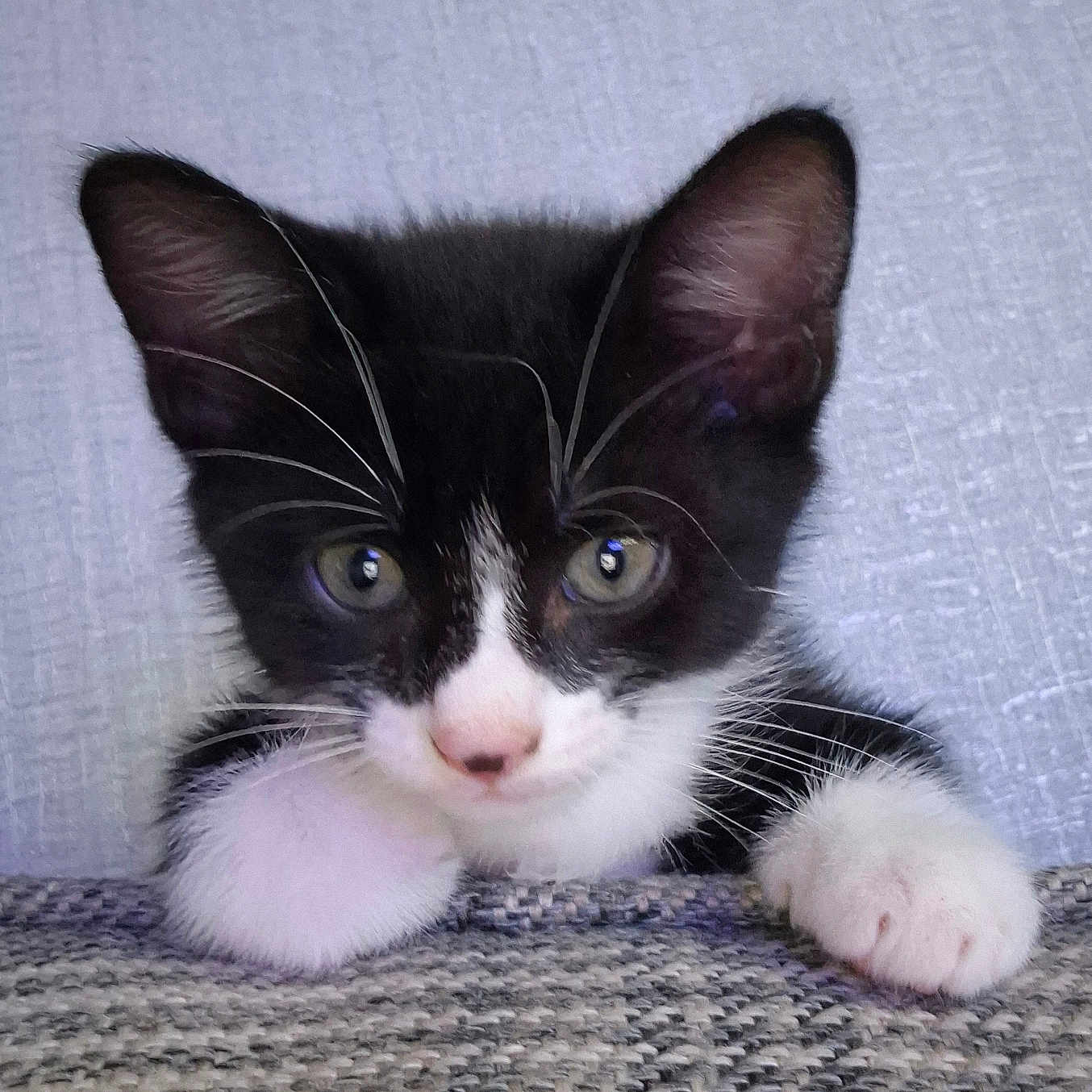 Milo is registered to the contest to win money with this photo: animal, black_and_white, cat, close_up, curious, cute, ears, eyes, face, feline, fur, indoor, kitten, paws, pet, playful, resting, texture, whiskers, young