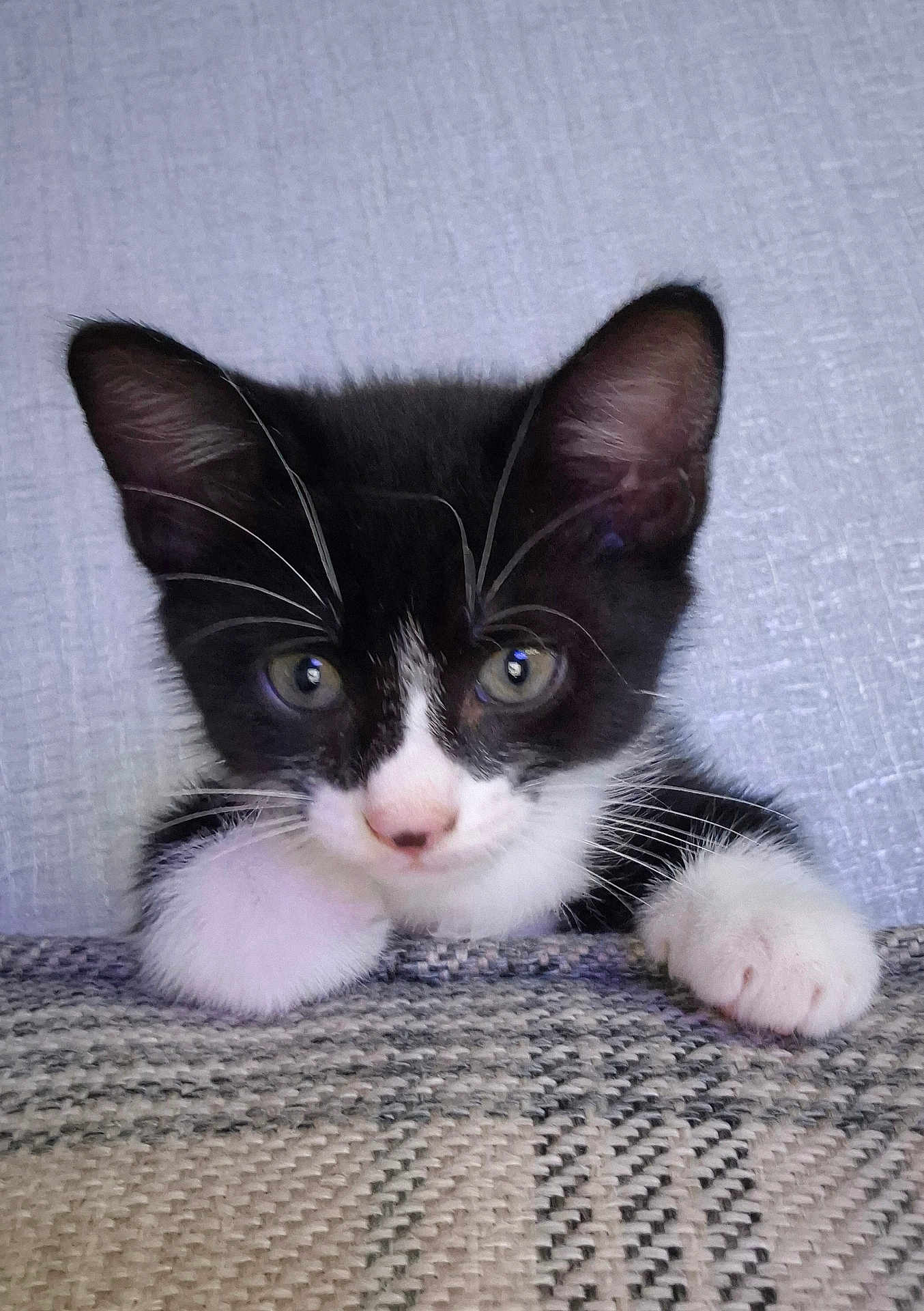 Milo