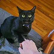 Rui is registered to the contest to win money with this photo: black_cat, cat, pet, animal, hand, paw, wooden_floor, blanket, indoor, fur, green_eyes, collar, bell, surprised_expression, human_hand, cozy, domestic, closeup, feline, interaction