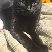 Rui joined the competition — help win amazing prizes! animal, bedroom, black_cat, blanket, cat, close_up, cozy, cute, domestic_cat, ears, eyes, feline, fur, indoor, paws, pet, relaxed, resting, soft_texture, whiskers