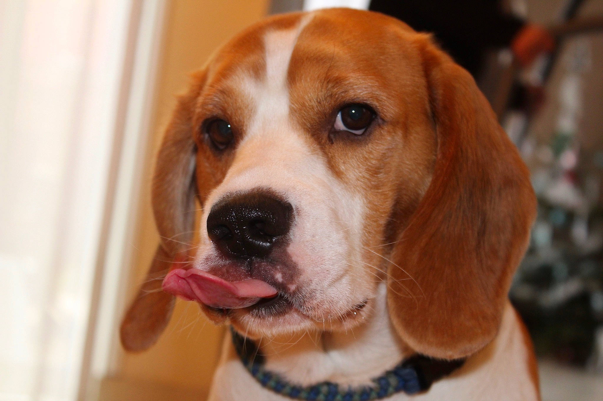 Harley a rejoint le concours — aidez-le/la à gagner de superbes lots ! american_foxhound, basset_artesien_normand, beagle, beagle_harrier, canidae, carnivore, companion_dog, dog, dog_breed, english_foxhound, estonian_hound, finnish_hound, harrier, hound, mammal, nose, pocket_beagle, snout, treeing_walker_coonhound, vertebrate