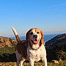 Harley a rejoint le concours — aidez-le/la à gagner de superbes lots ! adventure, american_foxhound, beagle, canidae, carnivore, dog, dog_breed, english_foxhound, harrier, hill, hound, hunting_dog, landscape, mammal, mountain, rare_breed_dog, sky, snout, sporting_group, vertebrate