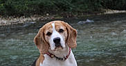 Harley participe au concours pour gagner de l'argent avec cette photo : american_foxhound, beagle, beagle_harrier, canidae, carnivore, companion_dog, coonhound, dog, dog_breed, drever, english_foxhound, estonian_hound, finnish_hound, grand_anglo_francais_tricolore, harrier, hound, hunting_dog, mammal, snout, vertebrate