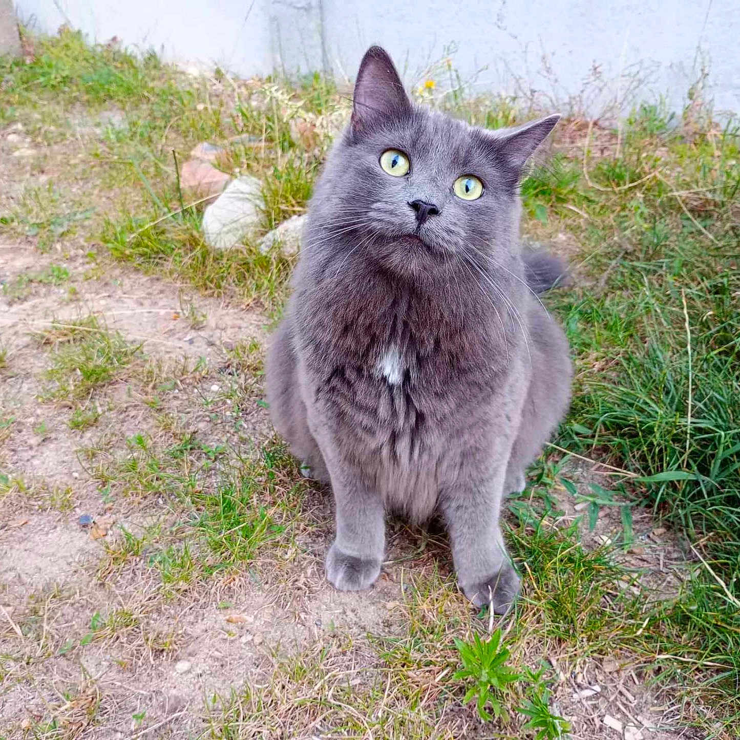 Willow participe au concours pour gagner de l'argent avec cette photo : abyssinian, angora, animal, backyard, blackcat, cat, egyptiancat, flower, food, grass, kitten, lawn, manx, nature, outdoors, pet, plant, slate, soil, yard